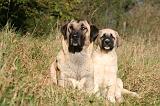 KANGAL 117